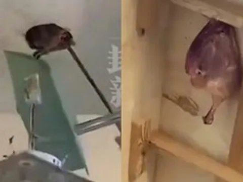 Thấy trần nhà rỉ máu và mùi hôi nồng nặc trong căn nhà mới mua, người phụ nữ tá hỏa khi phát hiện ra sự thật