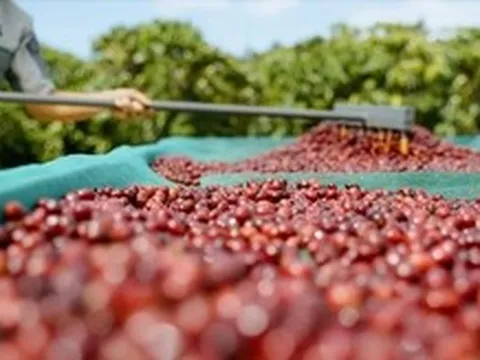 Liên kết nông hộ để giữ 'chuẩn' cà phê Robusta từ vườn