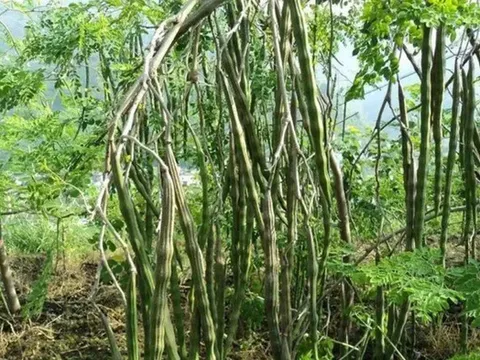 Ở Việt Nam mọc đầy, ra nước ngoài được ví như "cây vàng", hạt bán tới 2 triệu đồng/kg