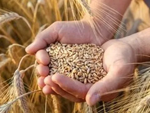 Thế giới bất ngờ quay lại với kê, cao lương và những loại hạt từng bị bỏ quên