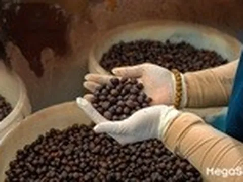 Robusta Việt Nam: Từ nguyên liệu pha trộn đến vị thế dẫn đầu thế giới