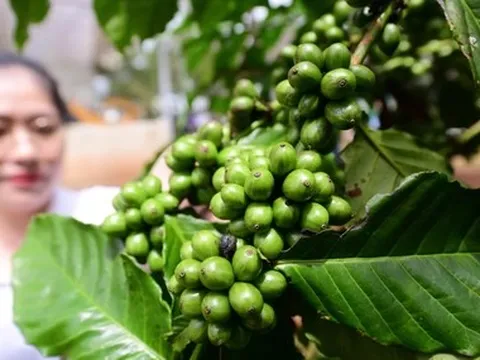 Thăm trang trại cà phê Robusta trĩu quả tại Lâm Đồng