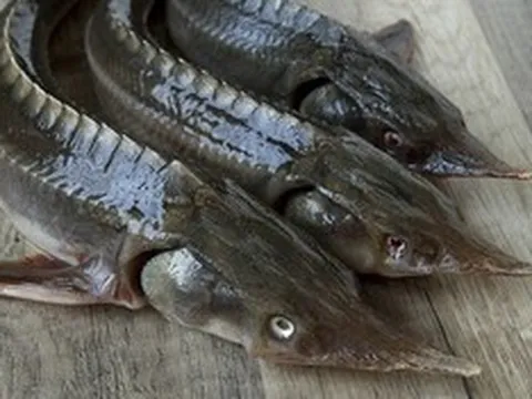 Loại cá có vẻ ngoài xấu xí nhưng lại là "kho báu dinh dưỡng": Thịt dày, ít tanh, giàu omega-3