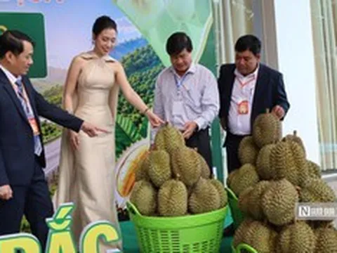 Lần đầu đấu giá sầu riêng tại vườn ở Đắk Lắk, doanh nghiệp trúng lô hàng 24 tỷ đồng