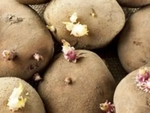 Tại sao ăn khoai tây mọc mầm có thể gây tử vong?