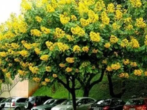 4 cây quý ở bộ rễ, tán rộng đón phúc lộc, trồng càng lâu càng có giá trị cao