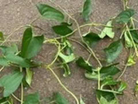 Củ chụp và nghĩa tình của một xóm nhỏ biết thương nhau