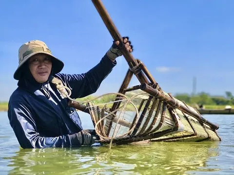 Theo chân “thợ săn” don dưới lòng sông Trà Khúc