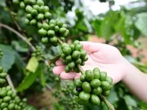 Giữa hội thảo tỉ đô về cà phê, một nông dân xin nói về... đất trồng