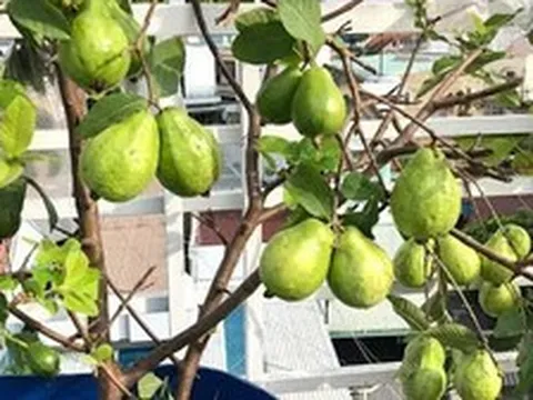4 lý do vì sao nên trồng một cây ổi trong sân nhà