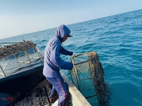 Độc đáo nghề bẫy mực bằng “bóng” tre ở Quảng Ngãi