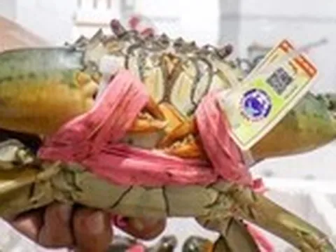 Con cua Cà Mau đã được 'cởi trói' khỏi sợi dây to ngâm nước
