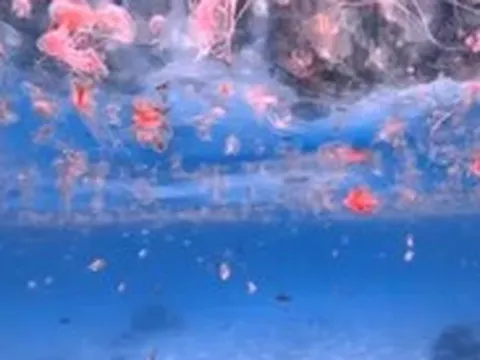 Sứa lửa xuất hiện ở vịnh Nha Trang, người dân và du khách lưu ý gì khi tắm biển?