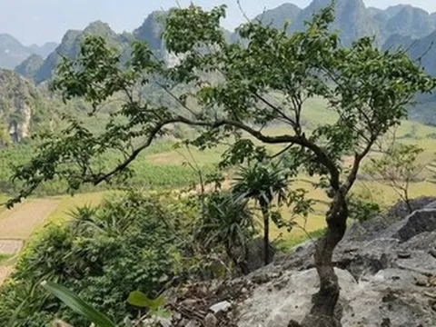 Thanh niên sinh năm 1999 lừa bán cây muội hồng, Công an Hưng Yên tìm bị hại