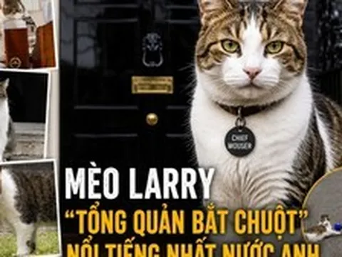 Mèo Larry - ‘công chức’ nổi tiếng nhất nước Anh: 15 năm ở số 10 Downing, qua 7 đời Thủ tướng, được chuẩn bị tang lễ mật danh ‘Larry Bridges’