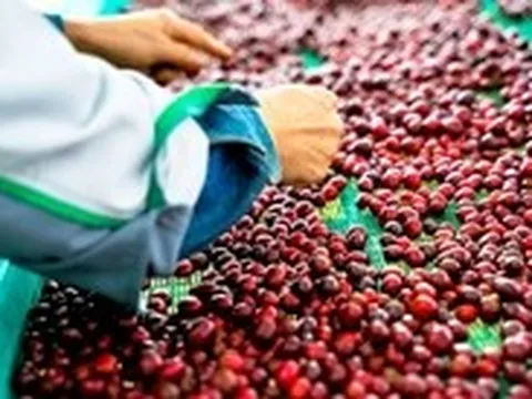 Có đúng khi nói Robusta Việt Nam là chỉ để 'độn'?
