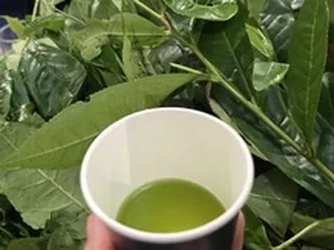 Chén chè đâm xứ Nghệ thơm mát ngày hè