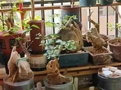 Vợ chê cây chồng trồng vừa trơ vừa xấu, dân mạng nhìn ảnh lại nói: Đây là người chơi cây có đẳng cấp