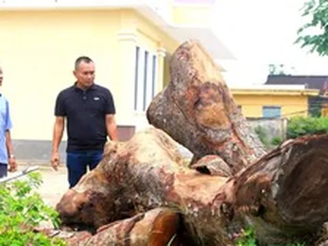 Cận cảnh hàng chục cây xà cừ trong trụ sở xã bị cưa hạ bất thường