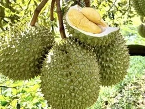 Những ‘góc khuất’ của ngành xuất khẩu sầu riêng