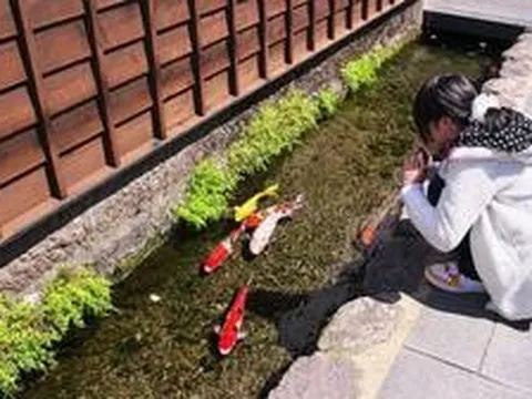 Vì sao người Nhật Bản không ăn cá dưới mương dù rất nhiều?