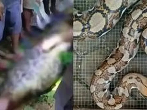 Bi kịch kinh hoàng tại Indonesia: Người đàn ông bị con trăn gấm nuốt chửng trên đường về nhà