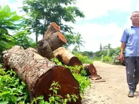 Vụ chặt xà cừ tại trụ sở xã: Người trồng hàng cây lên tiếng