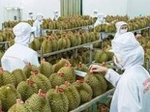 Sầu riêng Việt Nam có thêm thị trường xuất khẩu hơn 1 tỉ dân