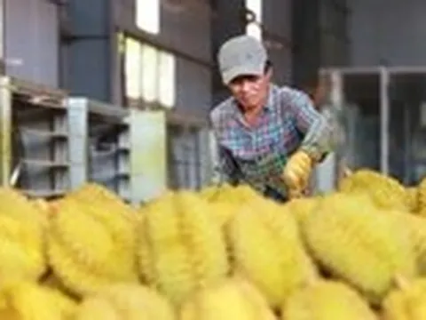 Mở được thị trường, nông sản Việt vẫn lo bị đẩy ra