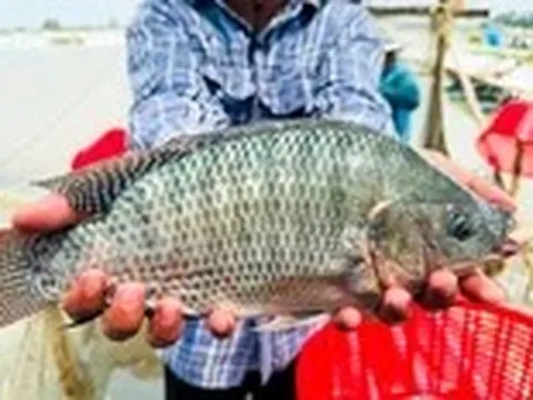 Cá rô phi Việt lên bàn sushi Nhật, mở cửa phân khúc cao cấp