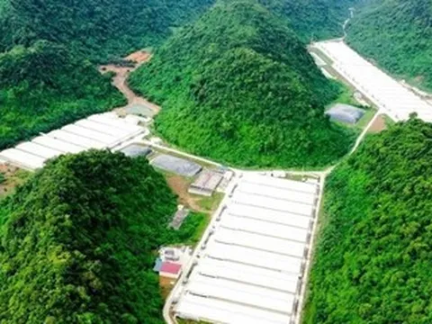 Khởi tố vụ án liên quan 5 người tử vong tại trại lợn ở Thanh Hóa