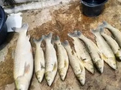 Hơn 2,6 tấn cá lồng bè chết bất thường ở Nghệ An, lấy mẫu tìm nguyên nhân
