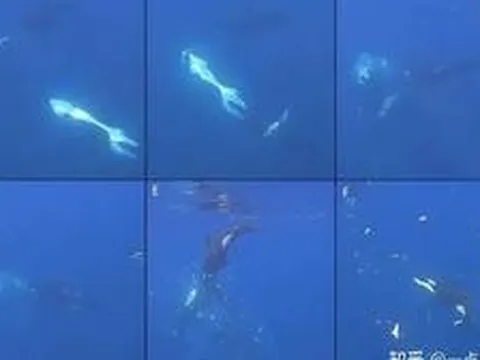 Cú húc kinh hoàng của cá voi sát thủ khiến con cá mặt trăng nặng hai tấn tan thành hàng ngàn mảnh