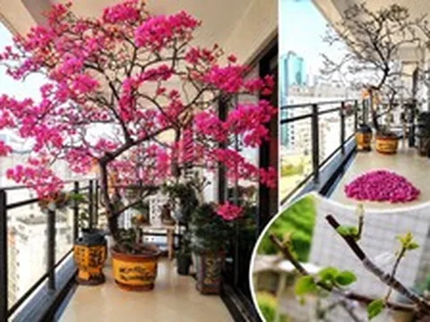 Người phụ nữ trồng hoa giấy suốt 10 năm trong một chiếc chậu nhỏ, cây lớn kín ban công, lúc nở hay tàn đều đẹp như tranh