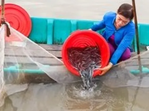 Giá cá kèo tăng gấp rưỡi, nông dân Cà Mau tất bật thả con giống