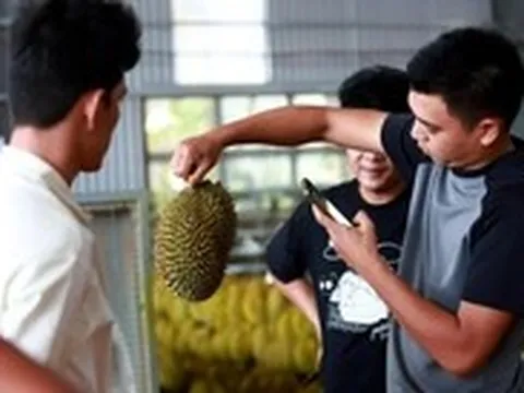 Thương nhân kiến nghị khi Chính phủ gỡ vướng cấp mã số vùng trồng sầu riêng