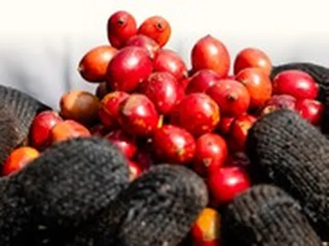 Dệt mạng lưới nông hộ, tạo chuỗi giá trị xuất khẩu Robusta khép kín