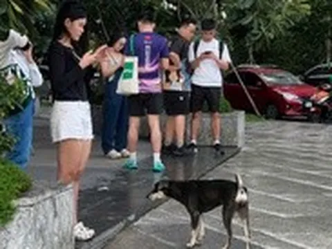 Mức phạt từ 1-2 triệu đồng, chó thả rông không rọ mõm vẫn nhởn nhơ nơi công cộng