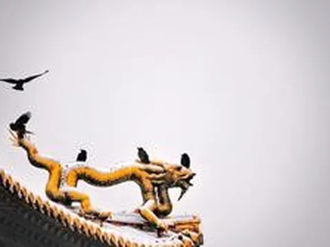 Vì sao khu vực quanh Cố Cung Bắc Kinh, Trung Quốc lại có nhiều quạ đến vậy?