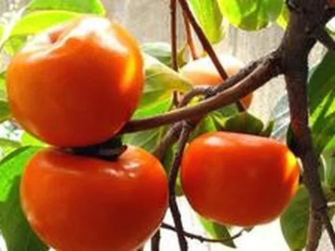 5 lý do vì sao các gia đình nên trồng 1 cây hồng trong sân vườn
