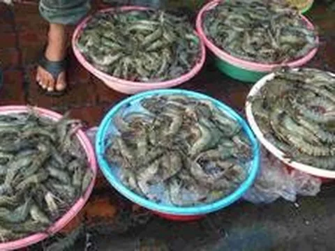 Chủ cửa hàng hải sản 20 năm nói thẳng: 5 loại tôm có cho không cũng đừng lấy, chỉ người "dại" mới mua