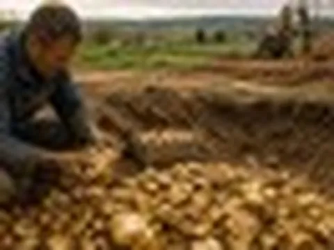 Nông dân 52 tuổi đào trúng mỏ vàng, chính quyền vội phong tỏa vườn nhà