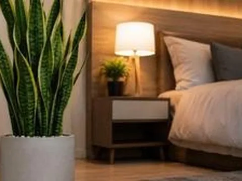 Vì sao ngày càng nhiều người thích để cây lưỡi hổ trong phòng ngủ?
