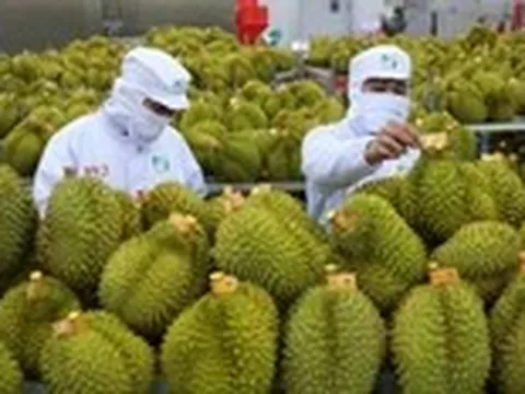 Điểm đáng lưu ý về thời gian cấp mã vùng trồng sầu riêng xuất khẩu sang Trung Quốc