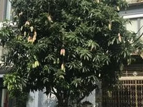 5 lý do nên trồng một cây xoài trong nhà