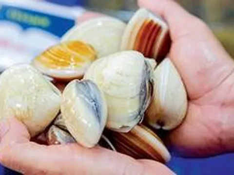 Chủ cửa hàng hải sản 30 năm nói thẳng: 4 loại ngao cho không cũng đừng lấy, ăn không ngon còn "rước bệnh vào thân"