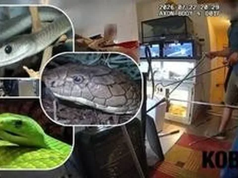 Đột kích một căn nhà, phát hiện 60 con bò sát, bao gồm cả loài rắn độc nhất hành tinh