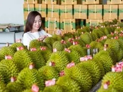 Xuất khẩu sầu riêng Việt Nam kỳ vọng bùng nổ khi Ấn Độ mở cửa?