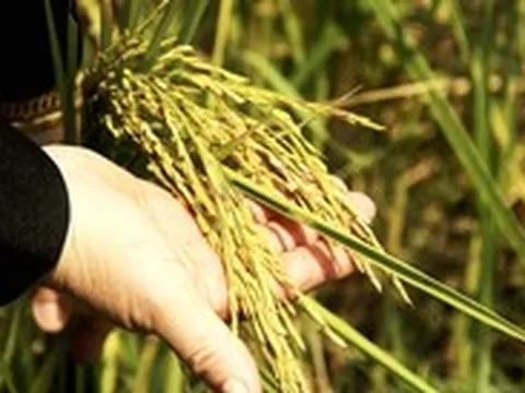TP.HCM siết chặt mã số vùng trồng, không để nông sản 'mất điểm' khi xuất khẩu