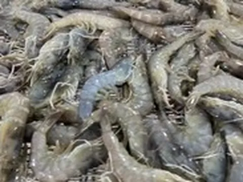 Giá tôm thẻ tiếp tục rớt đáy, người nuôi giỏi vẫn lỗ